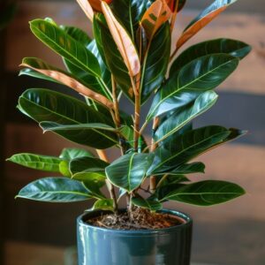 air purifying indoor plant